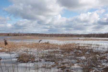 swamp lake in spring, spring landscape, leafless trees, springの写真素材