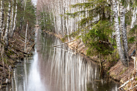 swamp ditch in spring, beautiful reflections of trees on the surface of the water, leafless trees in spring, long developed swamp, springの写真素材
