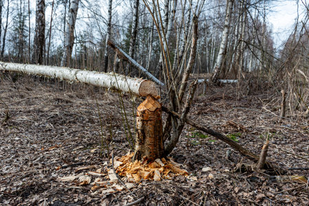 Forest growing around beavers, tree trunks felled by beavers, early spring season, beaver gnawed...