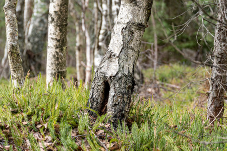 Trunks of birch trees, lots of birch trees, springの写真素材