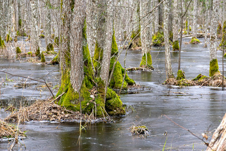 Flooded forest, forest wetland, melting snow and ice, puddles of water between tree trunks...