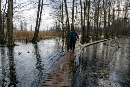 Coastal stand of forest flooded in spring, trail in flooded deciduous forest with wooden footbridge, lone traveler on wooden footpath, Slokas lake walking trail, Latviaの写真素材