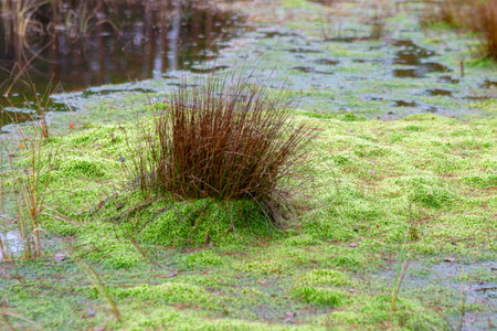 close-up of marsh plants, grass, moss, lichen, forest and marsh vegetation, rainy and cloudy autumn...