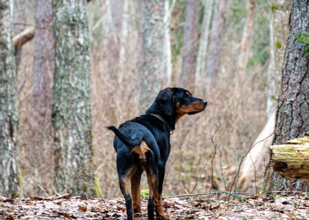 spring walk with a dog in the forest, bare trees, nature without greenery, the ground is covered...