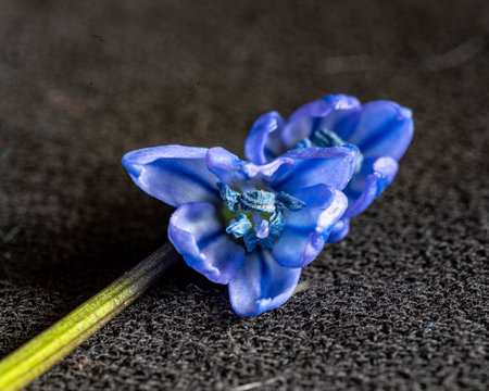 macro photography, flower fragment close-up, spring flower company, spring