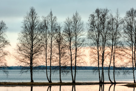 landscape with a flooded lake, dark silhouettes of trees in the backlight, reflections of trees in...