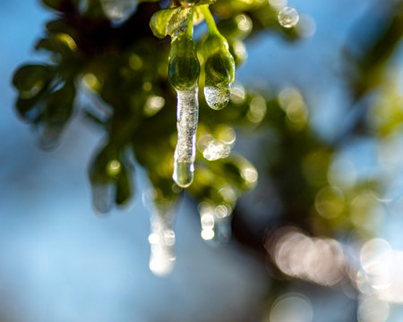 abstract ice, water and plant fragments, cold frosty morning in spring, flower fragments, selective...