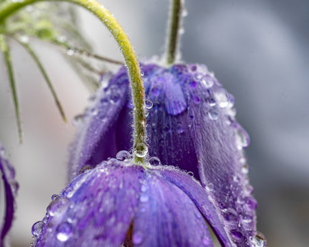 purple spring flowers, Pulsatilla patens in spring on a natural background, spring