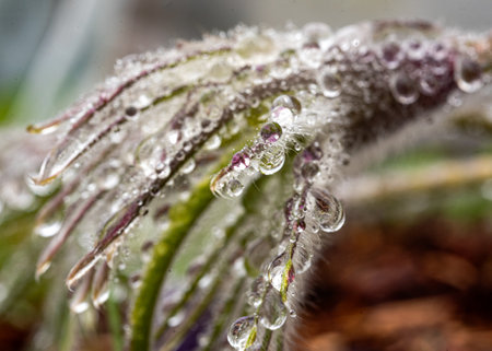 spring plants covered with dew drops, spring flowers, morning dew, springの写真素材