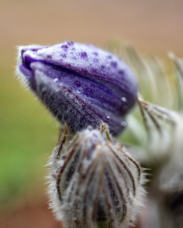 purple spring flowers, Pulsatilla patens in spring on a natural background, spring