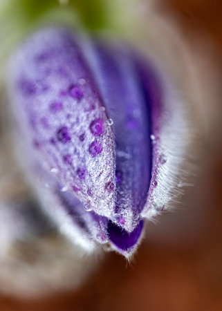 purple spring flowers, Pulsatilla patens in spring on a natural background, springの写真素材