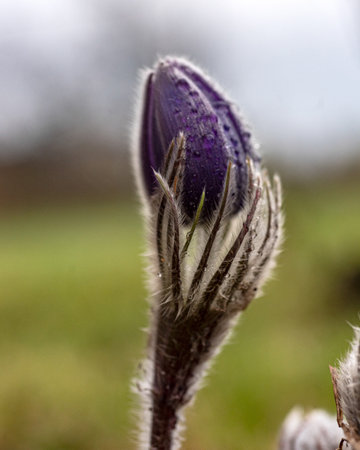 purple spring flowers, Pulsatilla patens in spring on a natural background, spring