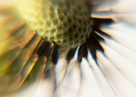 spring flowers, heralds of spring, first blooming flowers in spring, close-up of flowersの写真素材