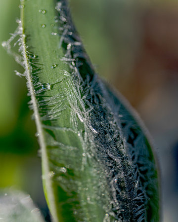 abstract ice, water and plant fragments, cold frosty morning in spring, flower fragments, selective focus, springの写真素材