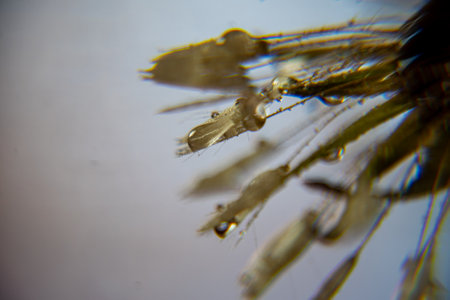 Dandelion fluff macro photo, dandelion fluff in morning dew, soft colorful background, dew dropsの写真素材