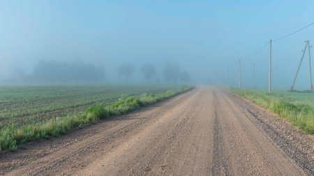 landscape from a foggy morning, sunrise in the fog, blurred and blurred silhouettes of trees and plants, summerの写真素材