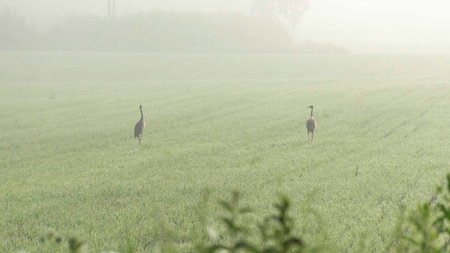 landscape from a foggy morning, sunrise in the fog, cranes foraging in a meadow, summer
