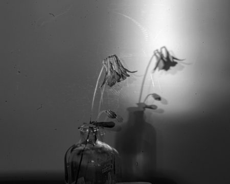 Still life with a flower, quiet shadows in the background, soft evening light, blurred background