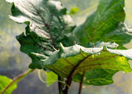 greenhouse plants in a film greenhouse, harvest time, summer in natureの写真素材