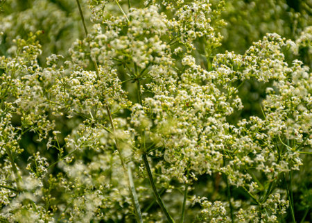 close-up of summer flowers, macro photography, colorful background, summer in natureの写真素材