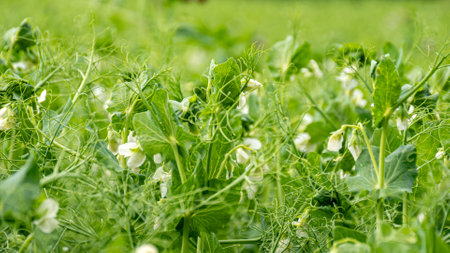 landscape with pea field, agricultural concept, plants for fodder, summer time in natureの写真素材