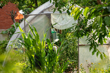 landscape with film greenhouse, gardener's concept, small garden in summerの写真素材