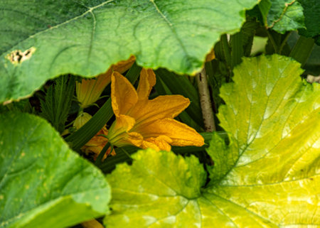 zucchini flower close-up, macro photography, colorful background, summer in natureの写真素材