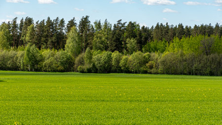 landscape with bright green field and bright trees, first green of spring, spring natureの写真素材