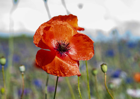 beautiful poppy on blurred natural background, close-up view, macroの写真素材