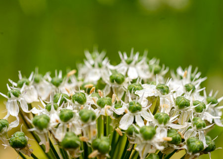 beautiful summer flower on blurred natural background, close-up view, macroの写真素材