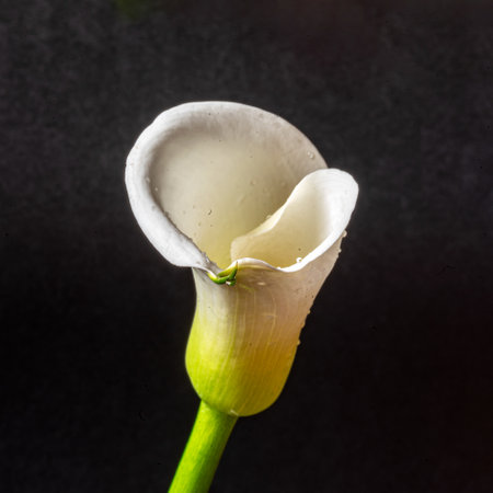 white calla flower on a dark background, close-up view, macroの写真素材