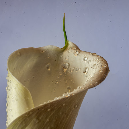 white calla flower on gray background, close-up view, macroの写真素材