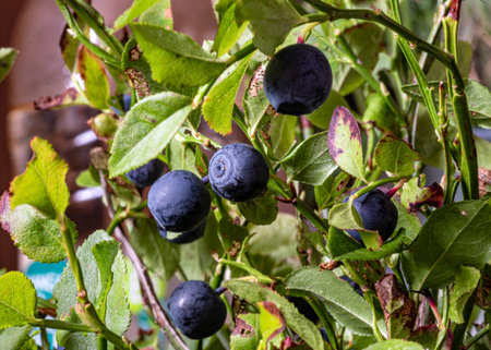 bright, black and delicious wild blueberries, close-up view, macroの写真素材