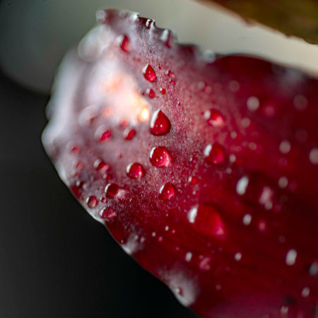 close-up view of a beautiful red lily, macro photographyの写真素材