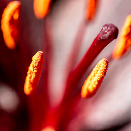 close up of dark red lily, beautiful summer flower, macro photographyの写真素材