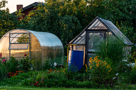 film greenhouse in sunset light, gardener's concept, growing vegetables at home, greenhouse in summerの写真素材
