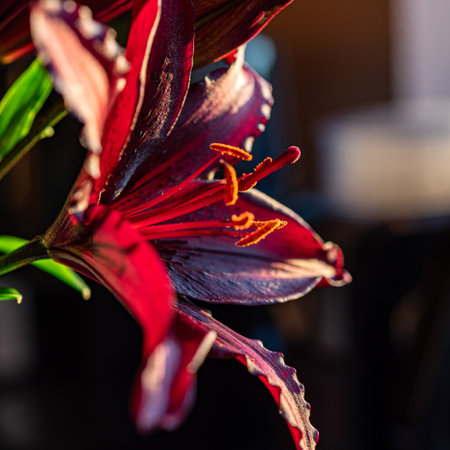 close up of dark red lily, beautiful summer flower, macro photographyの写真素材