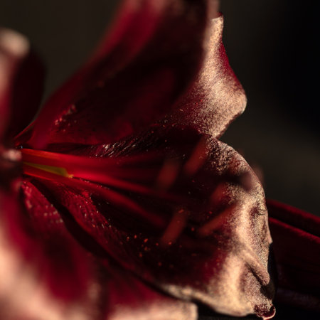 close-up view of a beautiful dark red lily, macroの写真素材