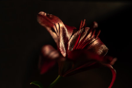 close-up view of a beautiful dark red lily, macroの写真素材