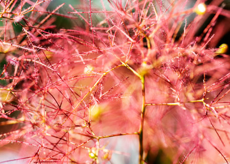 beautiful close up of a summer flower, mid summer, blooming time, flowers in summer