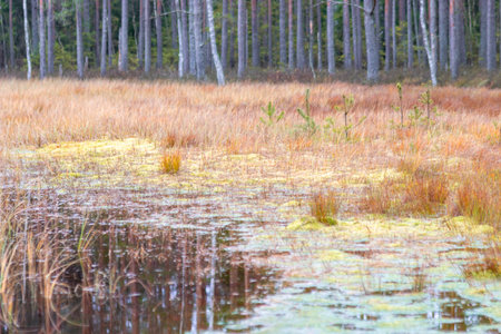 close-up of marsh plants, grass, moss, lichen, forest and marsh vegetation, rainy and cloudy autumn...