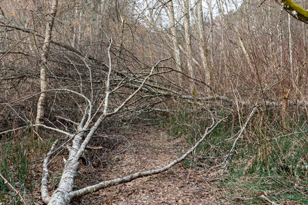 old trees in the forest, fallen trees, early spring, dry leaves and grass covering the ground