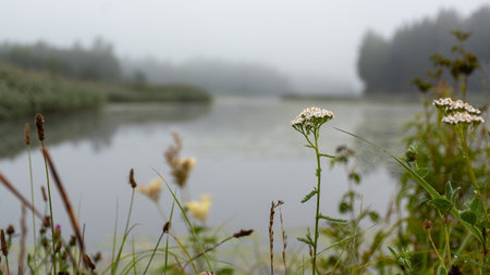 fog landscape on the shore of the lake, blurred silhouettes of trees, bushes and plants, fog in the...