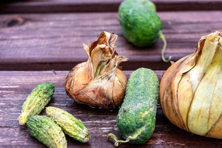 still life with various garden plants, natural products, vegetable composition, autumnの写真素材