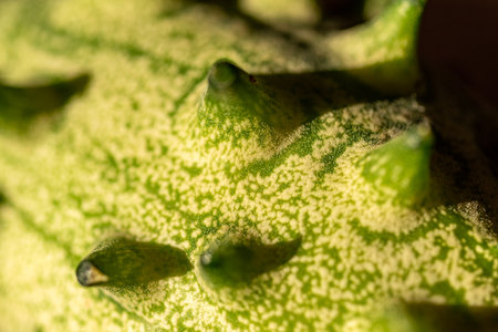 Close-up view of Kiwano fruit, Cucumis metuliferus, commonly called African Horned Cucumber, autumn...