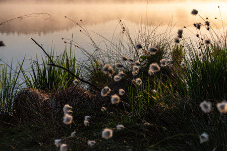 Cotton grass is a genus of sedges, they are common in northern hemisphere temperate swamps and tundra, wet forests, Eriophorum vaginatum, fog backgroundの写真素材