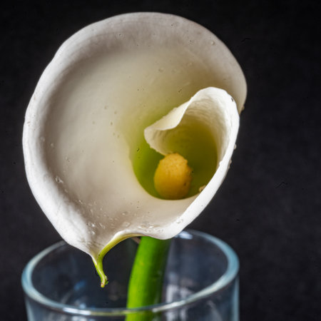 white calla flower on a dark background, close-up view, macroの写真素材