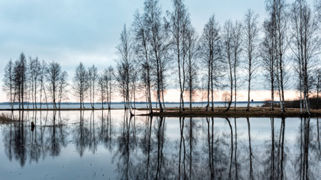 landscape with a flooded lake, dark silhouettes of trees in the backlight, reflections of trees in the water, spring landscape, Lake Burtnieku, Latviaの写真素材