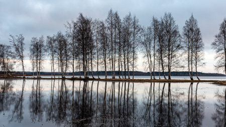 landscape with a flooded lake, dark silhouettes of trees in the backlight, reflections of trees in the water, spring landscape, Lake Burtnieku, Latviaの写真素材