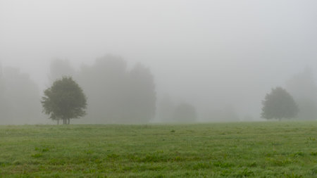 landscape with trees in fog in the morning, early summer morning, morning fog, summerの写真素材